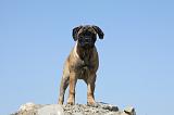 BULLMASTIFF 343